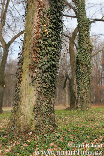 Brečtan popínavý (Hedera helix)