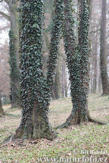 Brečtan popínavý (Hedera helix)