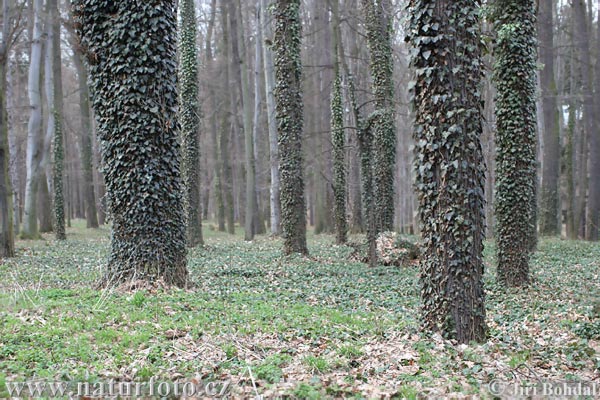 Brečtan popínavý (Hedera helix)