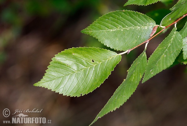 Brest hrabolistý (Ulmus minor)