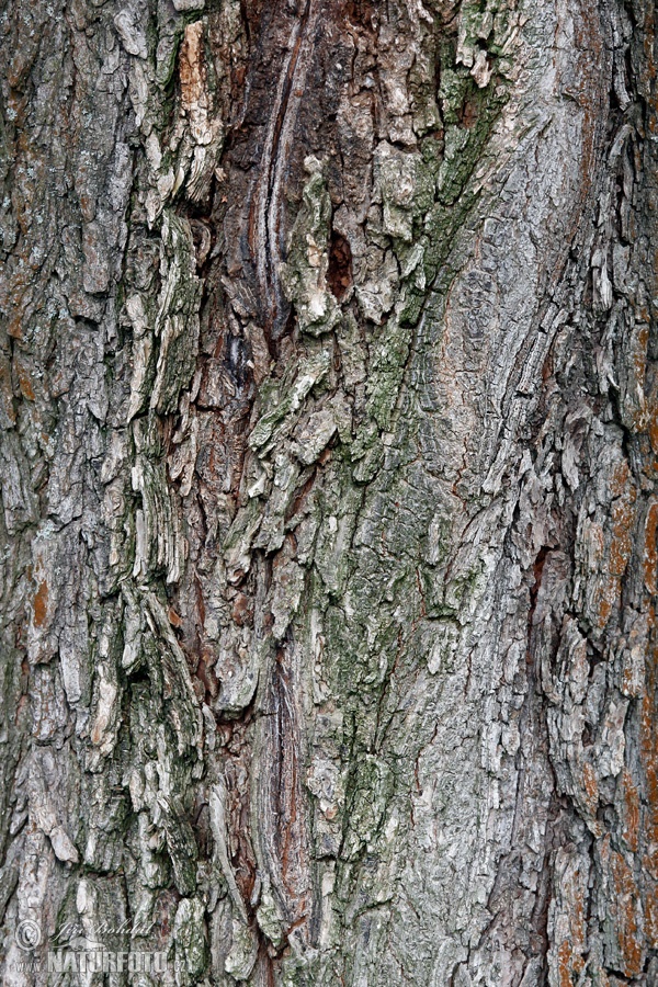 Brest hrabolistý (Ulmus minor)