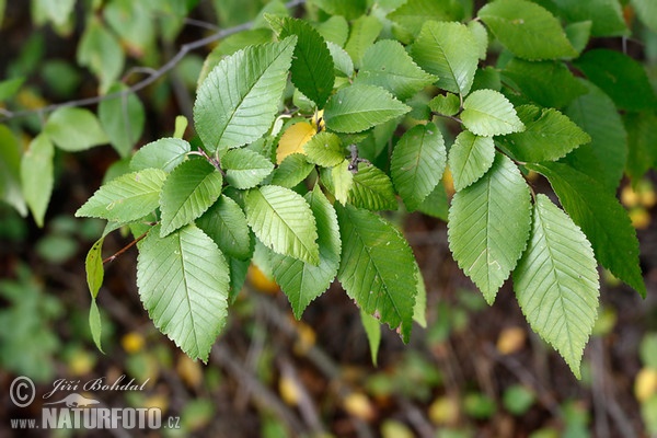 Brest hrabolistý (Ulmus minor)