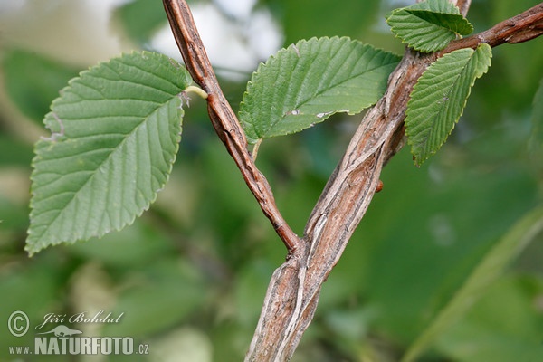 Brest hrabolistý (Ulmus minor)