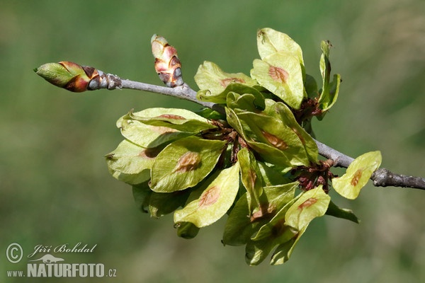 Brest hrabolistý (Ulmus minor)