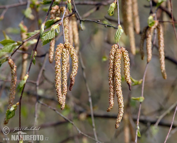 Breza previsnutá (Betula pendula)