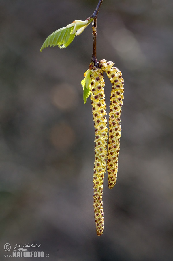 Breza previsnutá (Betula pendula)