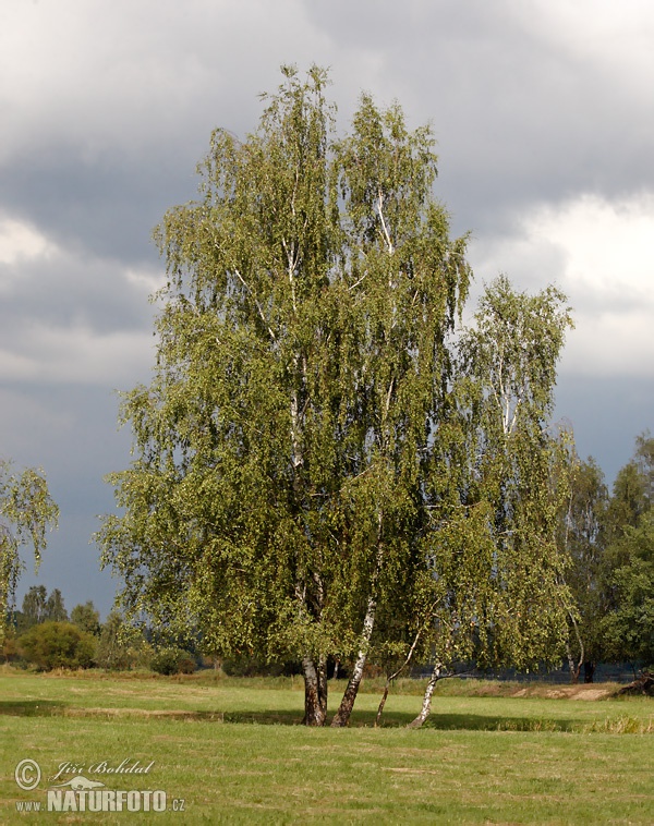 Breza previsnutá (Betula pendula)