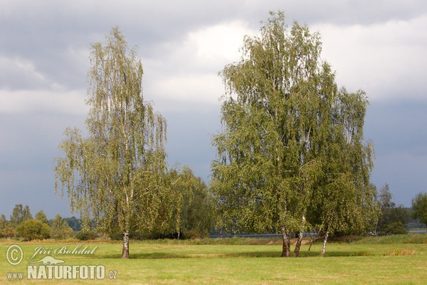 Breza previsnutá (Betula pendula)