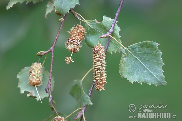 Breza previsnutá (Betula pendula)