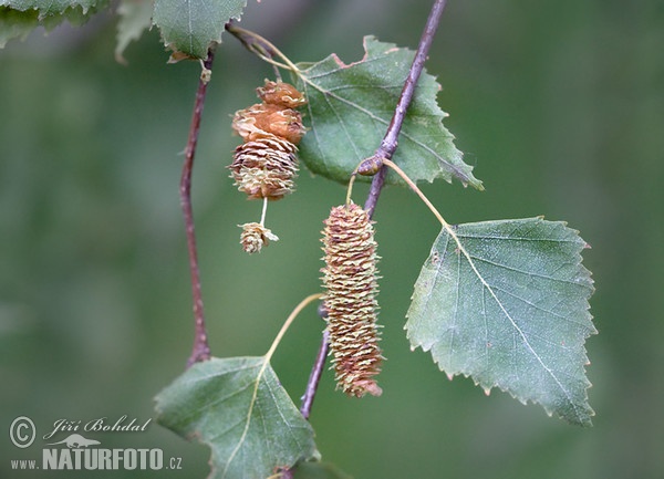 Breza previsnutá (Betula pendula)