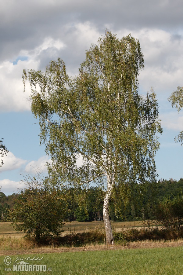 Breza previsnutá (Betula pendula)