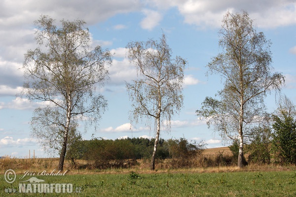 Breza previsnutá (Betula pendula)