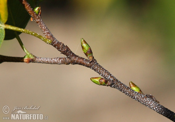 Breza previsnutá (Betula pendula)