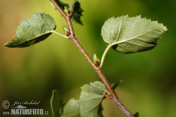 Breza previsnutá (Betula pendula)