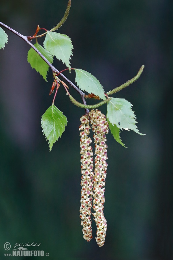 Breza previsnutá (Betula pendula)