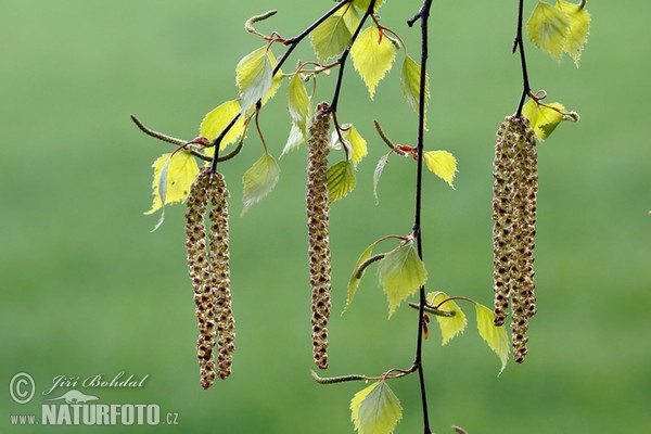 Breza previsnutá (Betula pendula)