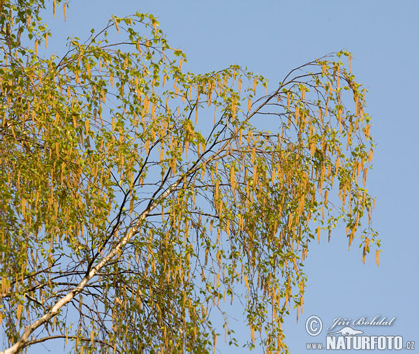 Breza previsnutá (Betula pendula)