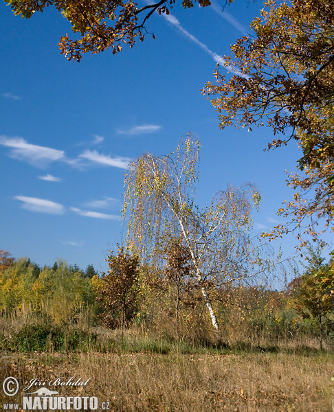 Breza previsnutá (Betula pendula)