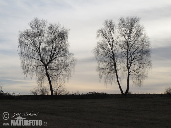 Breza previsnutá (Betula pendula)