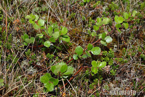 Breza trpasličia (Betula nana)