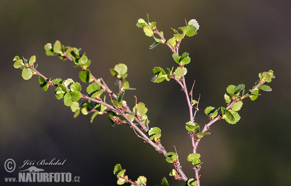 Breza trpasličia (Betula nana)