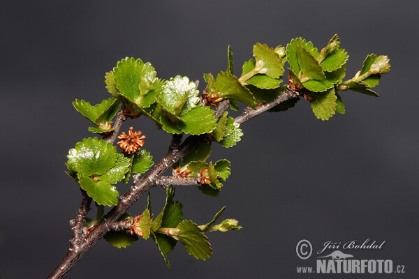 Breza trpasličia (Betula nana)