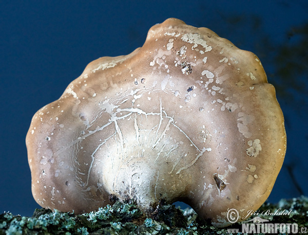 brezovník obyčajný (Piptoporus betulinus)