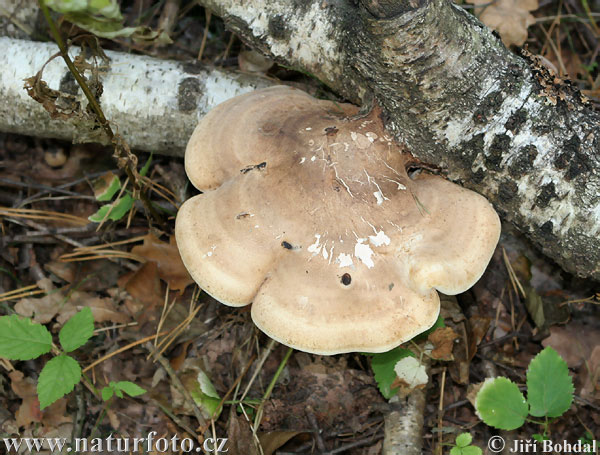 brezovník obyčajný (Piptoporus betulinus)