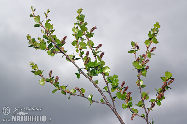 Bříza trpasličí (Betula nana)