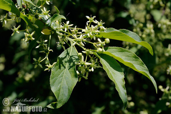 Brslen evropský (Euonymus europaeus)