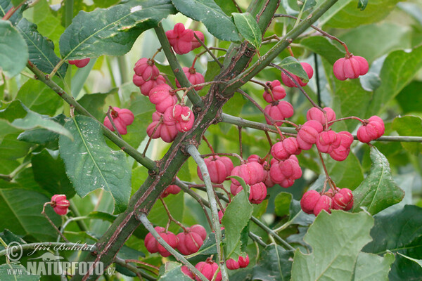 Brslen evropský (Euonymus europaeus)