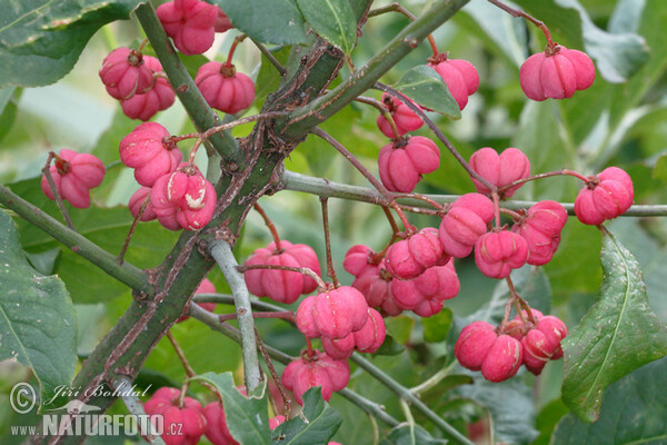 Brslen evropský (Euonymus europaeus)