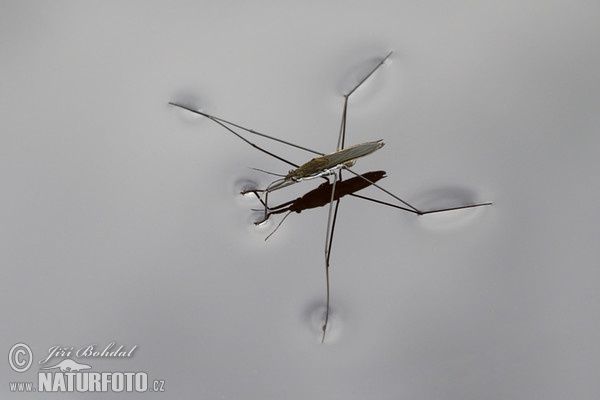 Bruslařka obecná (Gerris lacustris)