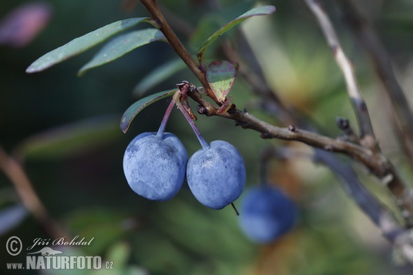 Brusnica barinná (Vaccinium uliginosum)