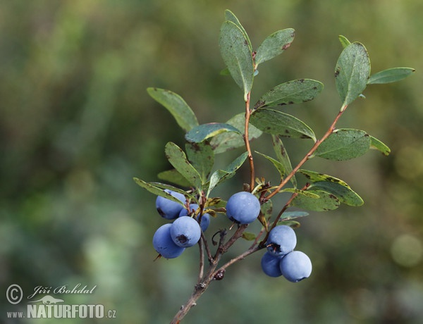 Brusnica barinná (Vaccinium uliginosum)