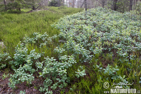 Brusnica barinná (Vaccinium uliginosum)