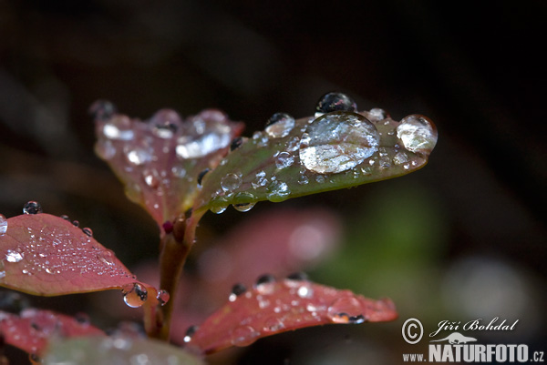 Brusnica barinná (Vaccinium uliginosum)