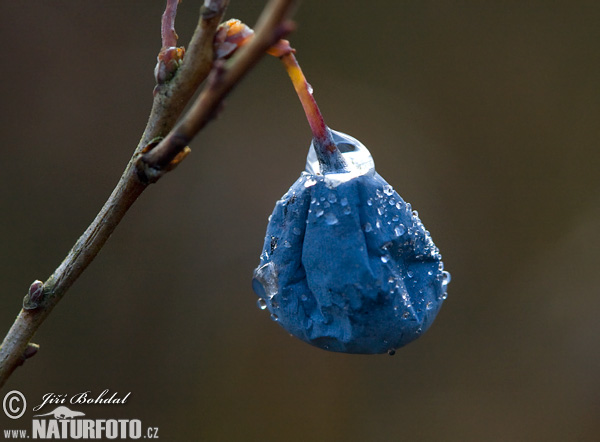 Brusnica barinná (Vaccinium uliginosum)