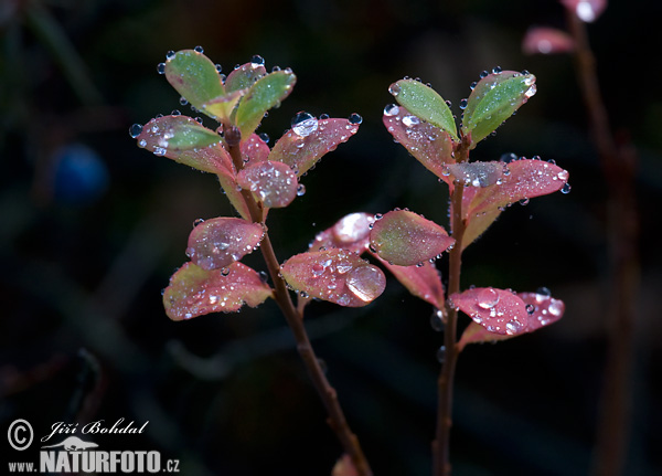 Brusnica barinná (Vaccinium uliginosum)