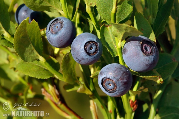 Brusnica čučoriedková (Vaccinium myrtillus)