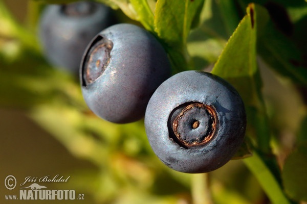 Brusnica čučoriedková (Vaccinium myrtillus)