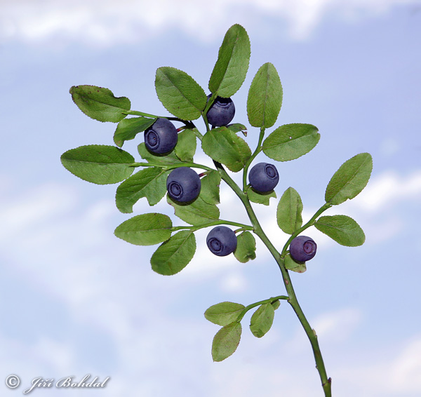 Brusnica čučoriedková (Vaccinium myrtillus)