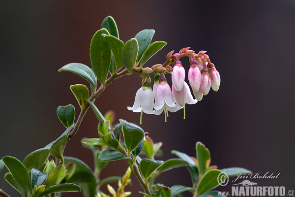 Brusnica obyčajná (Vaccinium vitis-idaea)