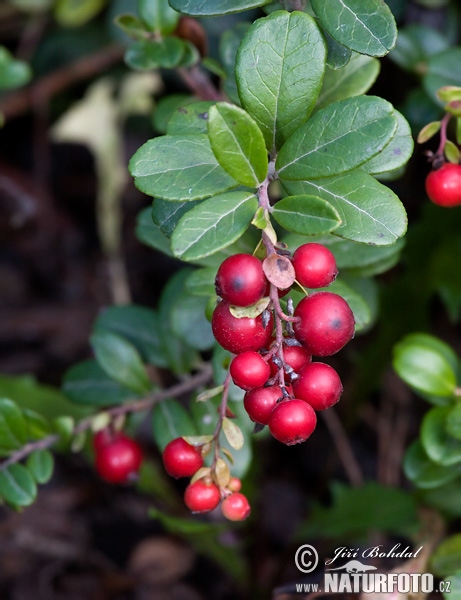 Brusnica obyčajná (Vaccinium vitis-idaea)