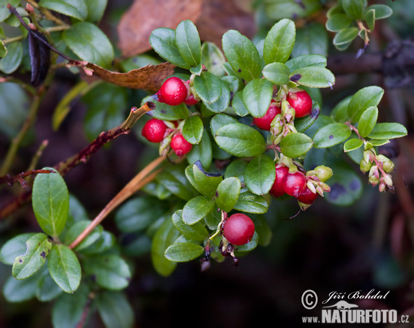 Brusnica obyčajná (Vaccinium vitis-idaea)