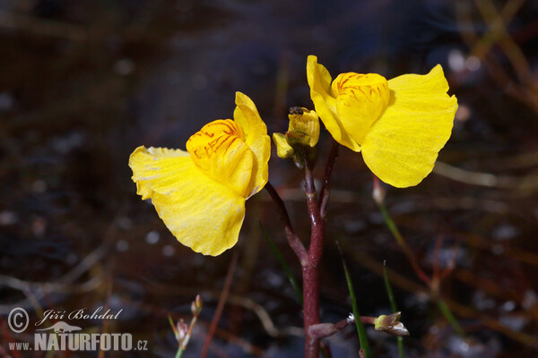 Bublinatka jižní (Utricularia australis)