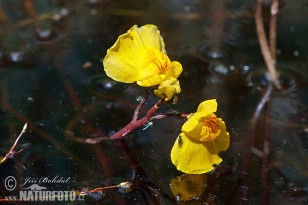 Bublinatka jižní (Utricularia australis)