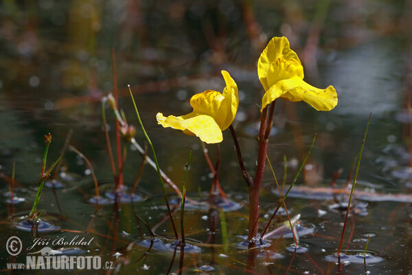 Bublinatka jižní (Utricularia australis)