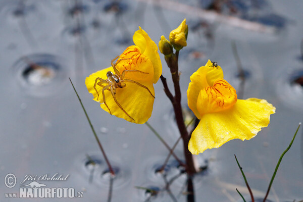 Bublinatka jižní (Utricularia australis)