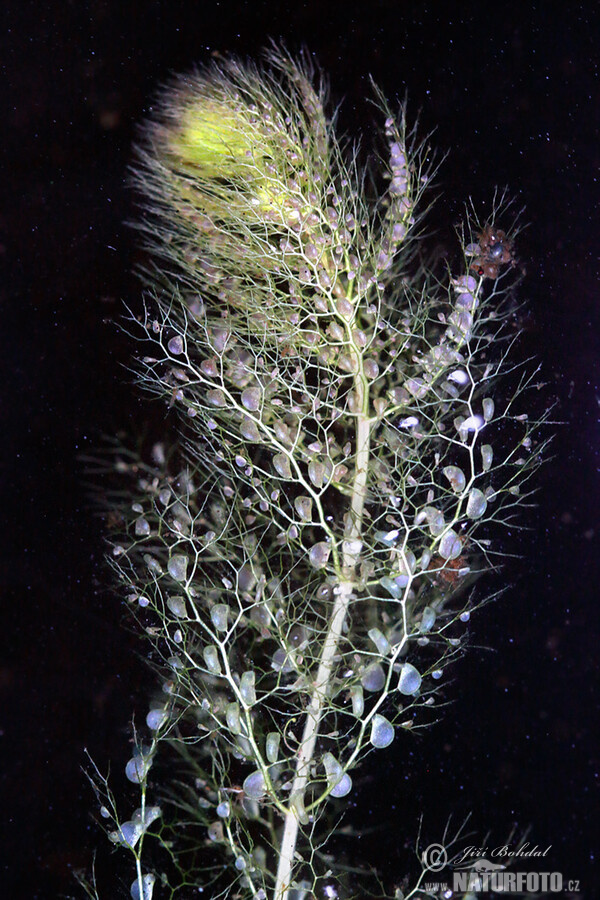 Bublinatka jižní (Utricularia australis)